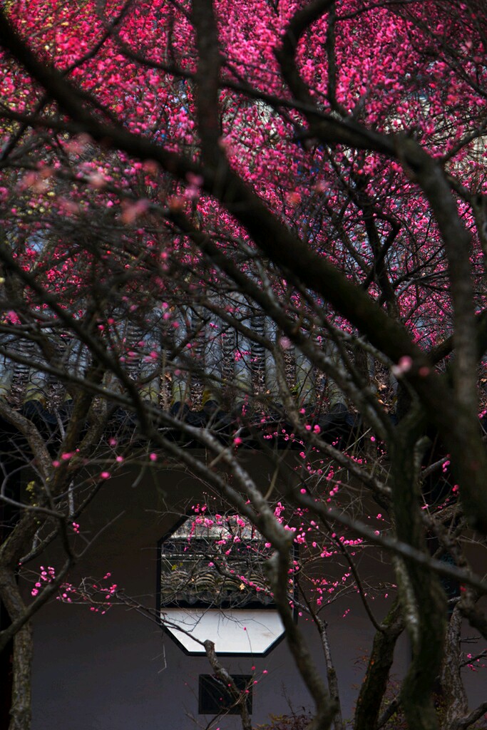 梅岗